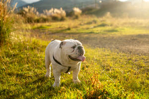 English Bulldog In Green Field Wallpaper