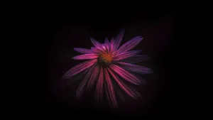 Enigmatic Beauty Of Dark Hd Flowers Wallpaper