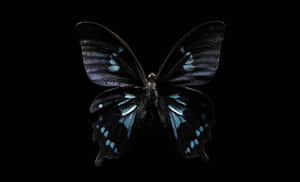 Enigmatic Dark Butterfly On A Blooming Flower Wallpaper