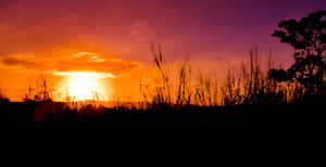 Enjoy A Beautiful Day Out In The Sunshine! Wallpaper