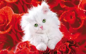 Enjoy A Bouquet Of Beautiful Roses Wallpaper