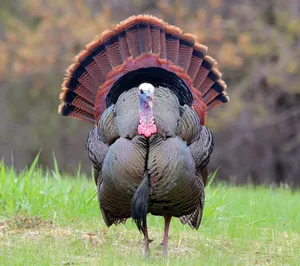 Enjoy A Peaceful Moment While Turkey Hunting Wallpaper