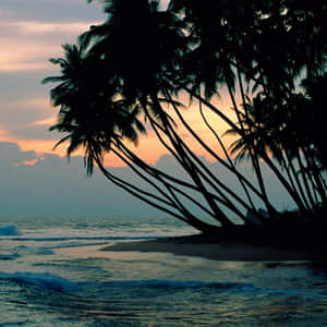 Enjoy Nature In All Its Glory With The Ipad Wallpaper