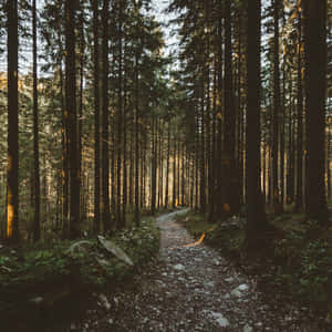 Enjoy Nature's Beauty On Your Ipad Wallpaper