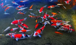 Enjoy Nature's Beauty With A Live Koi Fish Wallpaper
