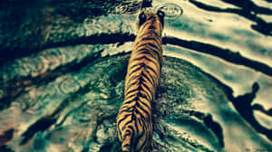 Enjoy Nature's Beauty With The Most Beautiful Animals Wallpaper