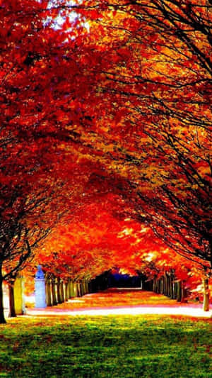 Enjoy Nature With Android Wallpaper