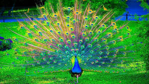 Enjoy The Beauty And Grace Of This Magnificent Peacock Wallpaper