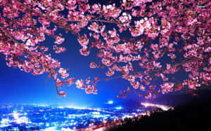 Enjoy The Beauty Of A Dark Cherry Blossom Tree. Wallpaper