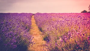 Enjoy The Beauty Of A Peaceful Countryside Wallpaper