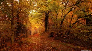 Enjoy The Beauty Of Autumn With A 3840 X 2160 Photo Wallpaper