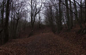 Enjoy The Beauty Of Nature During The Dark Autumn Season Wallpaper