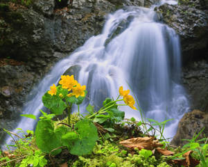 Enjoy The Beauty Of Nature With A Peaceful Waterfall Surrounded By Blooming Flowers Wallpaper