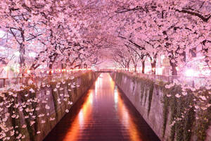 Enjoy The Beauty Of Sakura And Follow The Flowery Path Wallpaper