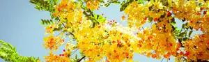 Enjoy The Beauty Of Spring On Your Dual Monitor Setup Wallpaper