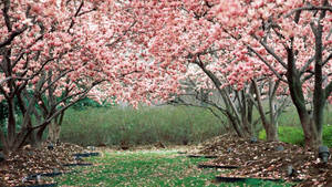 Enjoy The Beauty Of Spring With A Seemingly Endless Row Of Pink Cherry Blossom Trees. Wallpaper