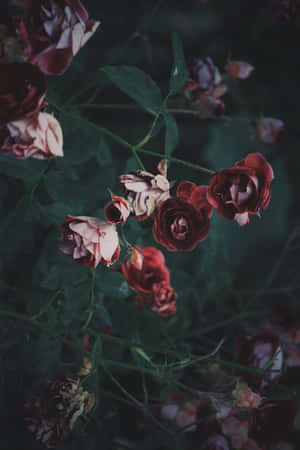 Enjoy The Beauty Of The Dark Flower Aesthetic Wallpaper