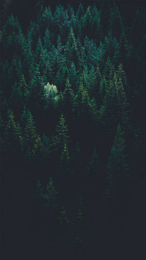 Enjoy The Beauty Of The Forest- Right On Your Iphone X Wallpaper