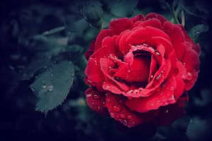 Enjoy The Beauty Of This Delicate Cute Rose Wallpaper