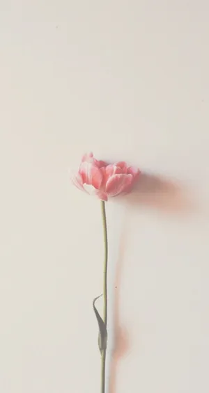 Enjoy The Blossoms Of Minimalist Spring Wallpaper