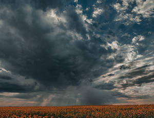 Enjoy The Campagne View Of This Sunflower Field Wallpaper