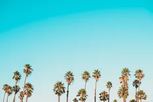 Enjoy The Golden State's Sunshine In Summertime Wallpaper
