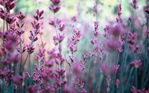 Enjoy The Lush Beauty Of Lavender Flowers In All Their Glory Wallpaper