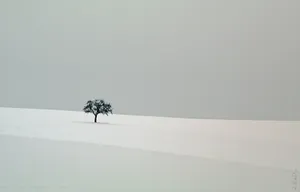 Enjoy The Serene Beauty Of A Peaceful Winter Wallpaper