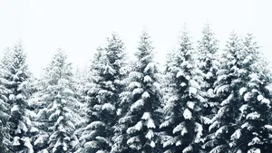 Enjoy The Serene Beauty Of Winter. Wallpaper