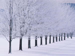 'enjoy The White Wonderland Of New Hampshire In The Wintertime' Wallpaper