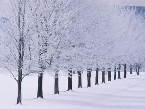 'enjoy The White Wonderland Of New Hampshire In The Wintertime' Wallpaper