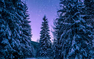 Enjoy Winter In Its Beautiful And Snowy Glory Wallpaper