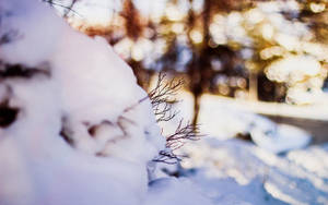 Enjoying A Peaceful Morning In The Snow Wallpaper