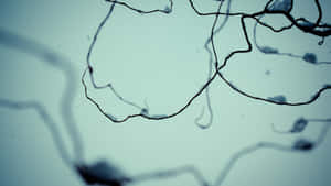 Enjoying The Beauty Of A Simple Winter Wallpaper