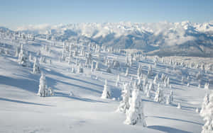 Enjoying The Winter Scenery In The Woods Wallpaper