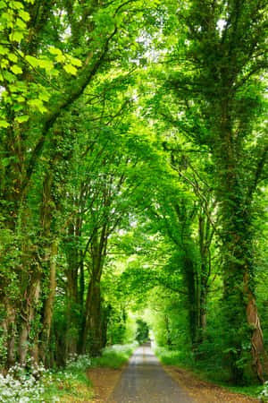 Environment Tall Trees Road Wallpaper