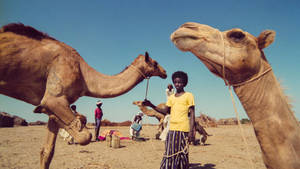 Eritrea Camels Wallpaper