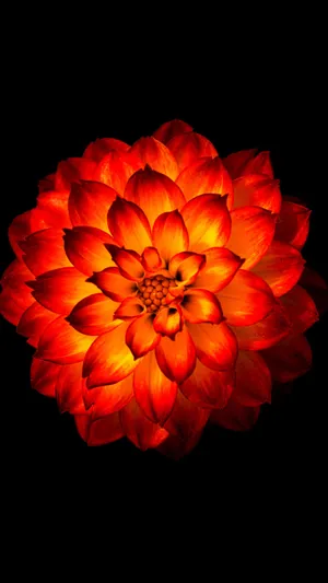 Ethereal Glow Of A Dahlia - Flower Phone Wallpaper Wallpaper
