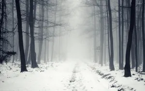 Ethereal Journey Through The Foggy Forest Wallpaper