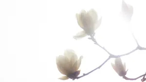 Ethereal Magnolia Blossoms Wallpaper