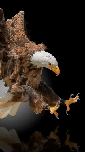 Experience Eagles In Your Pocket Wallpaper