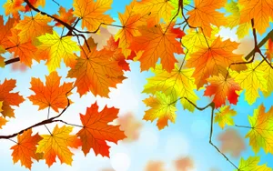 Experience The Aesthetic Beauty Of Autumn Foliage Wallpaper