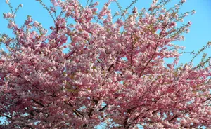 Experience The Beauty Of Spring With A Stunning Sakura Blossom In Full Bloom. Wallpaper