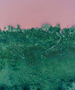 Experience The Beauty Of The Pink & Green Aesthetic Wallpaper