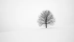 Experience The Beauty Of Winter In All Its Minimalist Glory Wallpaper