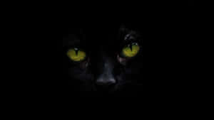 Experience True Colour With Oled 4k Hdr Wallpaper