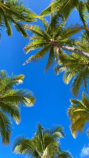 Explore Paradise With Hawaii Iphone Wallpaper