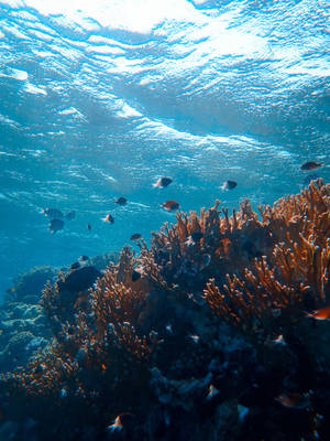 Explore The Beautiful Underwater World And Uncover Its Secrets Wallpaper