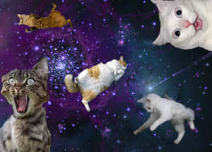 Explore The Enchanting World Of Galaxy Cat Wallpaper