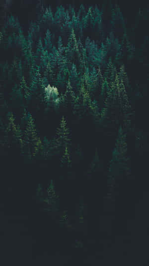 Explore The Mysterious Dark Green Forest Wallpaper